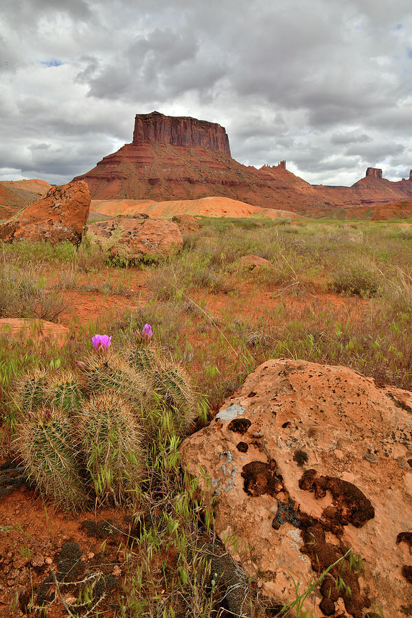 Blooming Cactus in Castle Valley Photograph by Ray Mathis