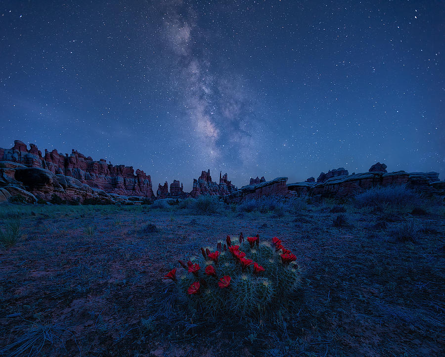 Landscape Photograph - Blooming Cactus In Wilderness by Mei Xu