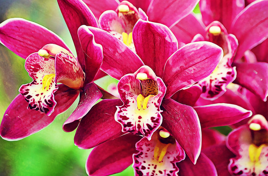Blooming Cymbidium Orchids Photograph by Gaby Ethington