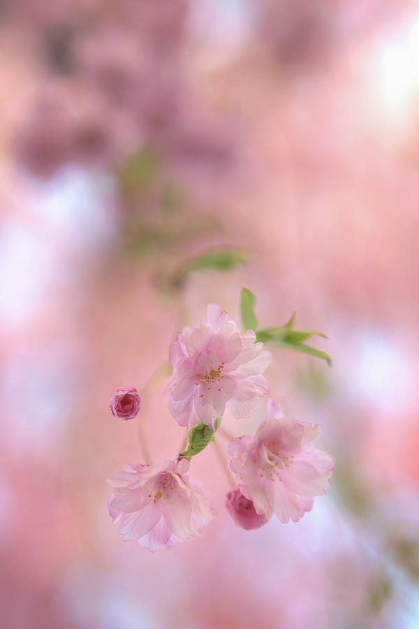 Blooming Cherry Blossoms Photograph by Kristen Wilkinson