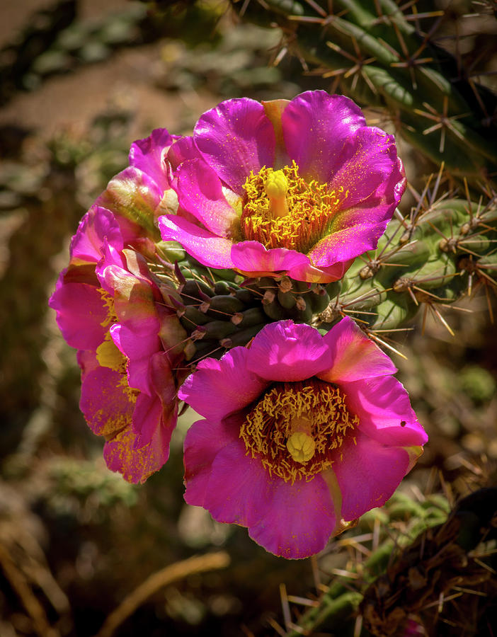 Blooming Cholla Photograph by Gerald DeBoer