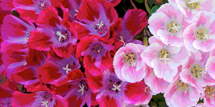 Blooming Clarkia Flowers In Shades Of Red And Pink Photograph by Ben and Raisa Gertsberg