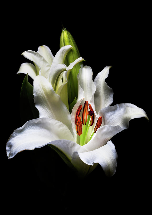 Blooming by Cyndy Doty Blooming by Cyndy Doty
