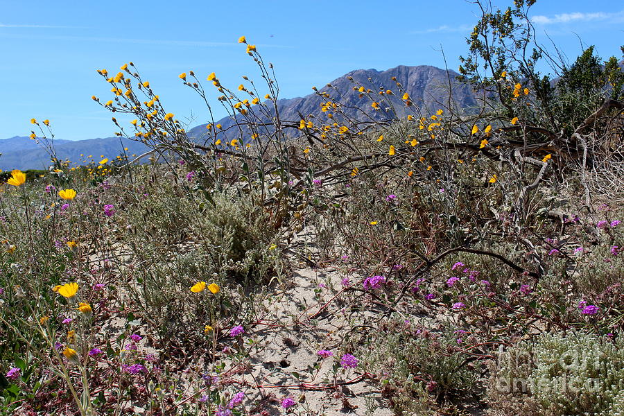 Blooming Desert Photograph