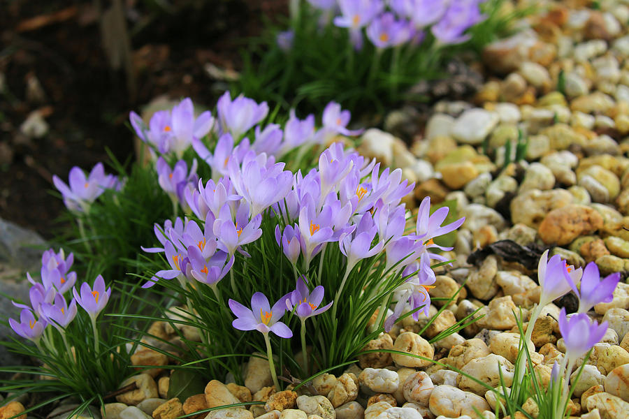 Blooming Early Crocuses Photograph by Domingo Vazquez