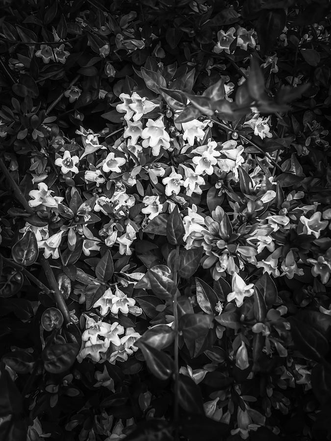 Blooming Flowers Background In Black And White Photograph