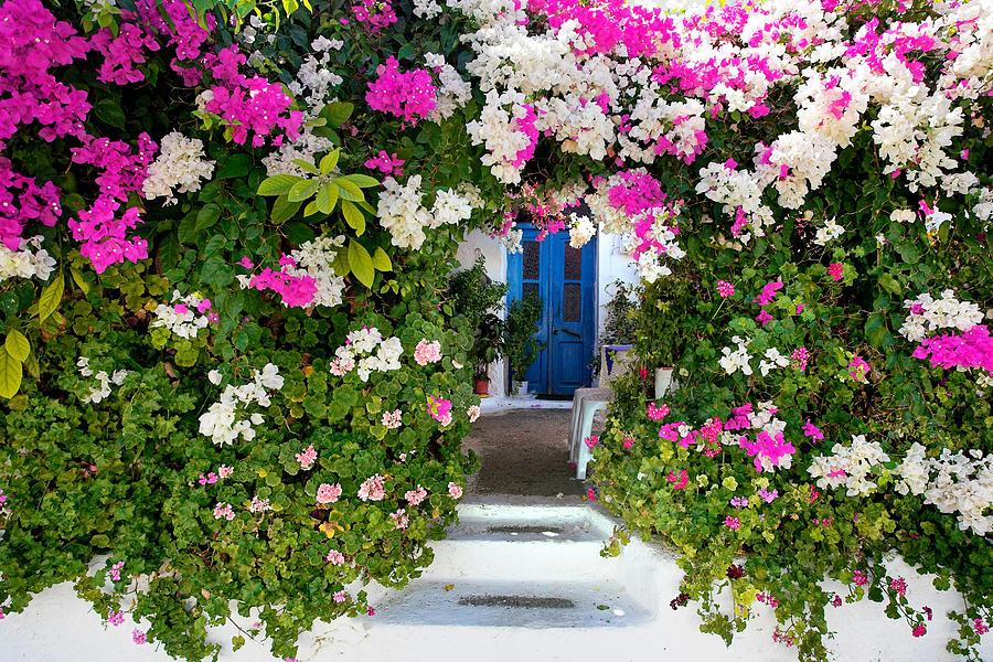Greek Photograph - Blooming Flowers In Kritinia Village by Jan Wlodarczyk