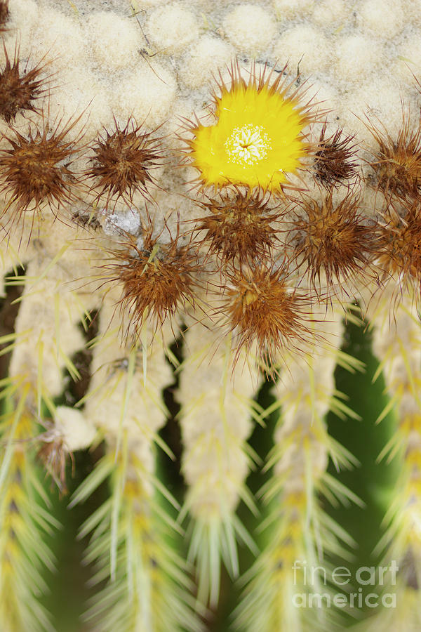 Blooming Golden Barrel Cactus by Charmian Vistaunet Blooming Golden Barrel Cactus by Charmian Vistaunet