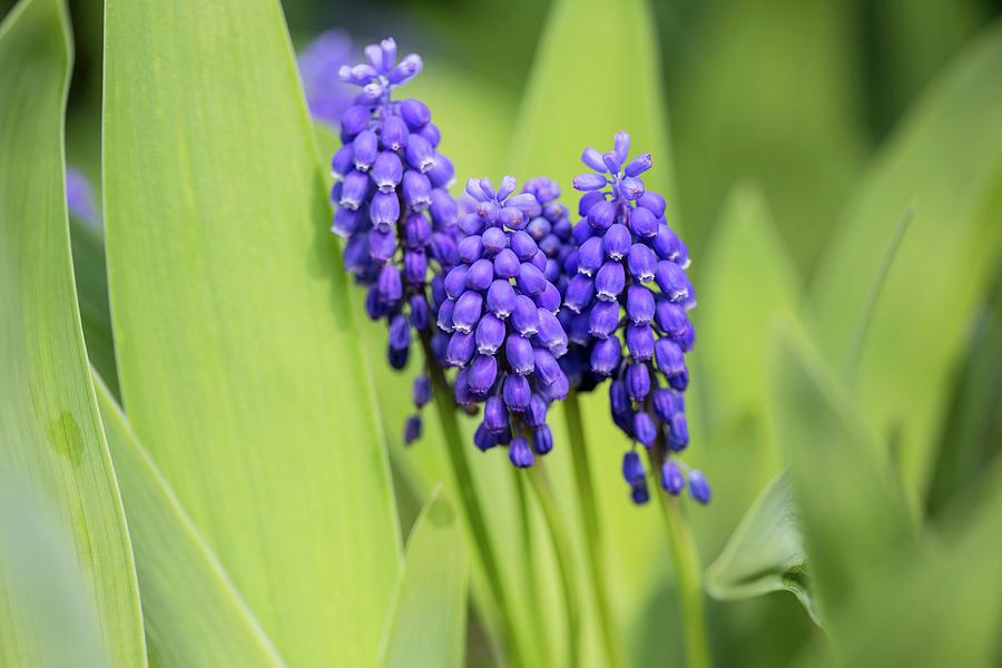 Blooming Grape Hyacinths Photograph by Carine Lutt