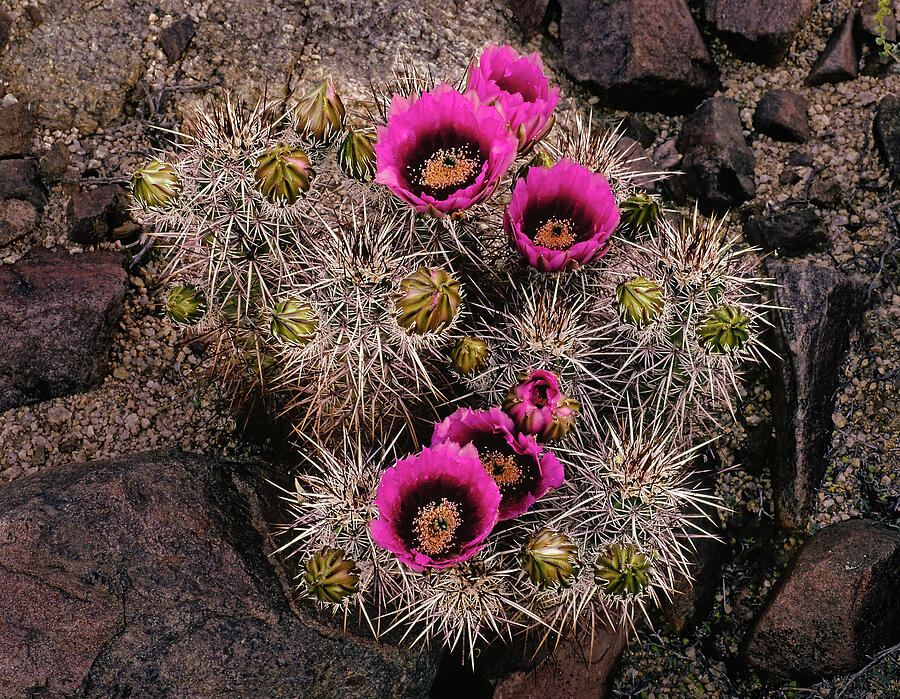Blooming Hedgehog Cactus Photograph by Paul Breitkreuz