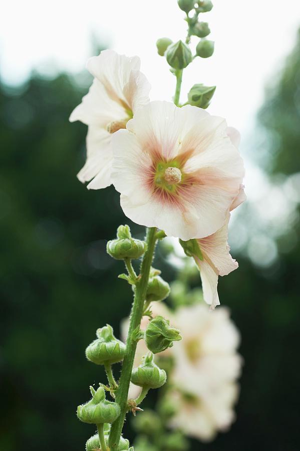 Blooming Hollyhock Flowers In A Garden Photograph by Greg Rannells