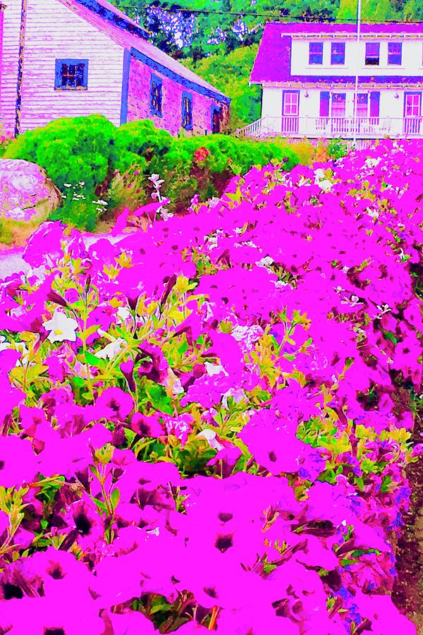 Blooming Homestead Garden Photograph by Debra Grace Addison