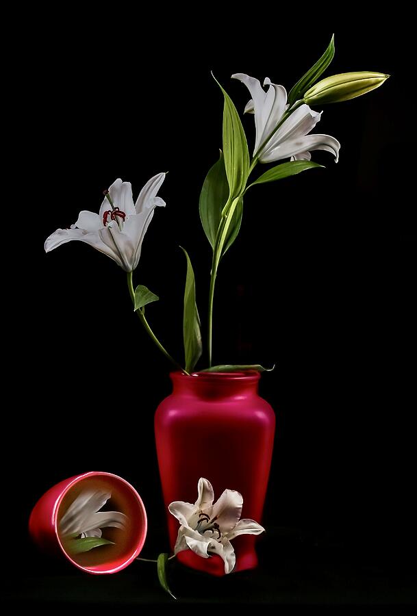 Still Life Photograph - Blooming In Crimson by Jlloydphoto