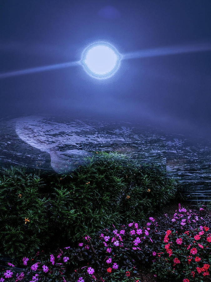 Blooming In Moonlight Photograph