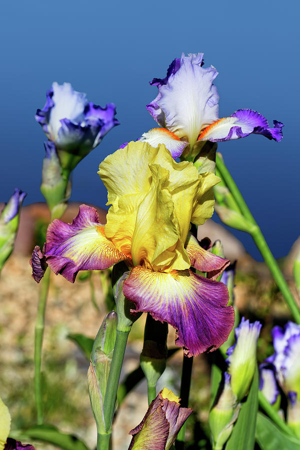 Blooming Iris by the Water  Photograph by Kathleen Bishop