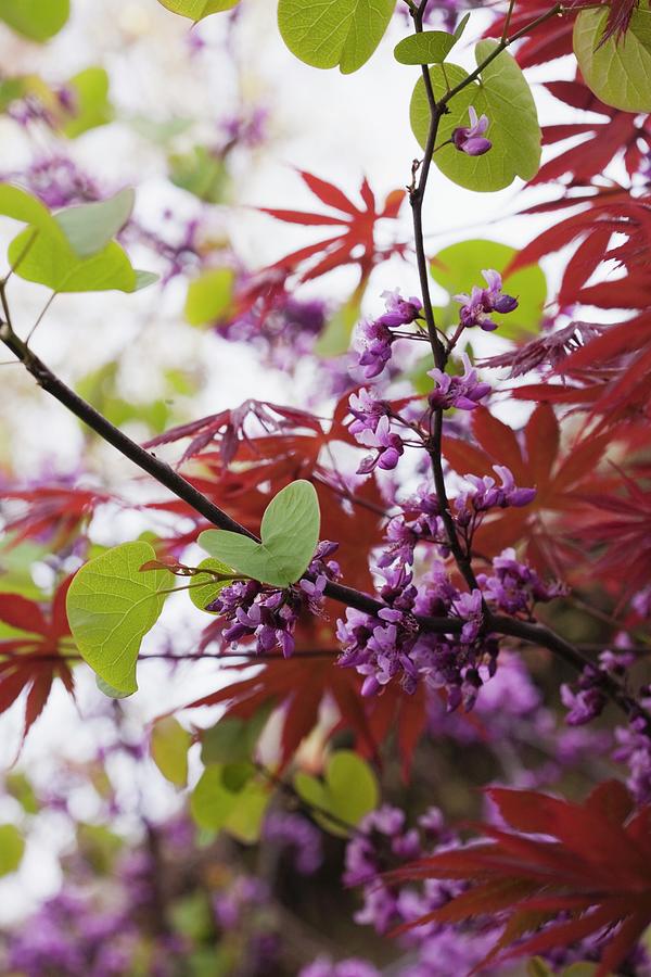 Blooming Japanese Maple Tree Photograph by Jennifer Martine