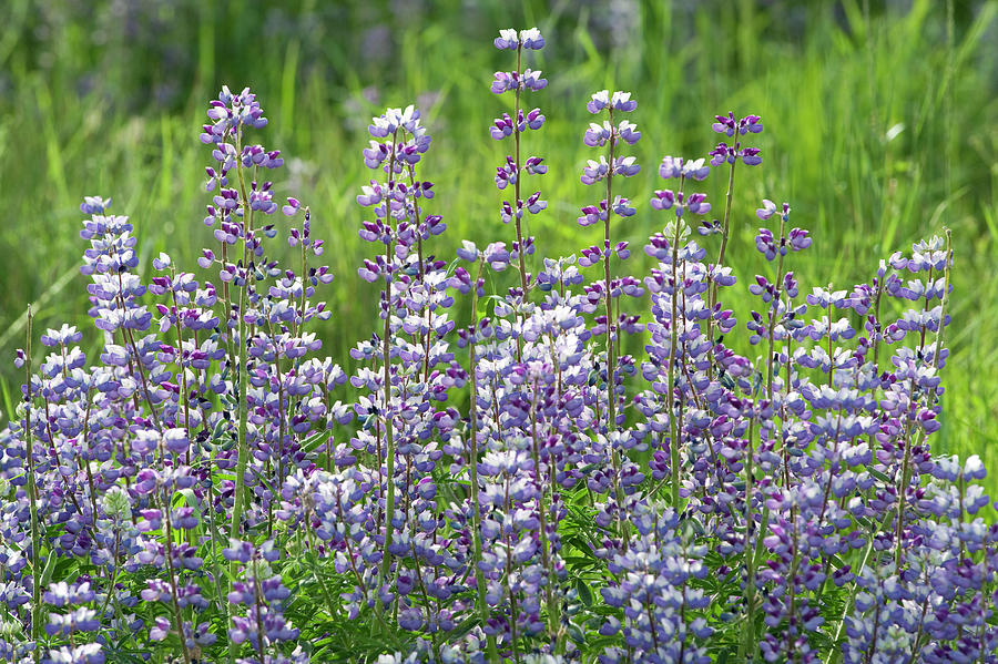 Blooming Lupine Photograph by Jeff Foott