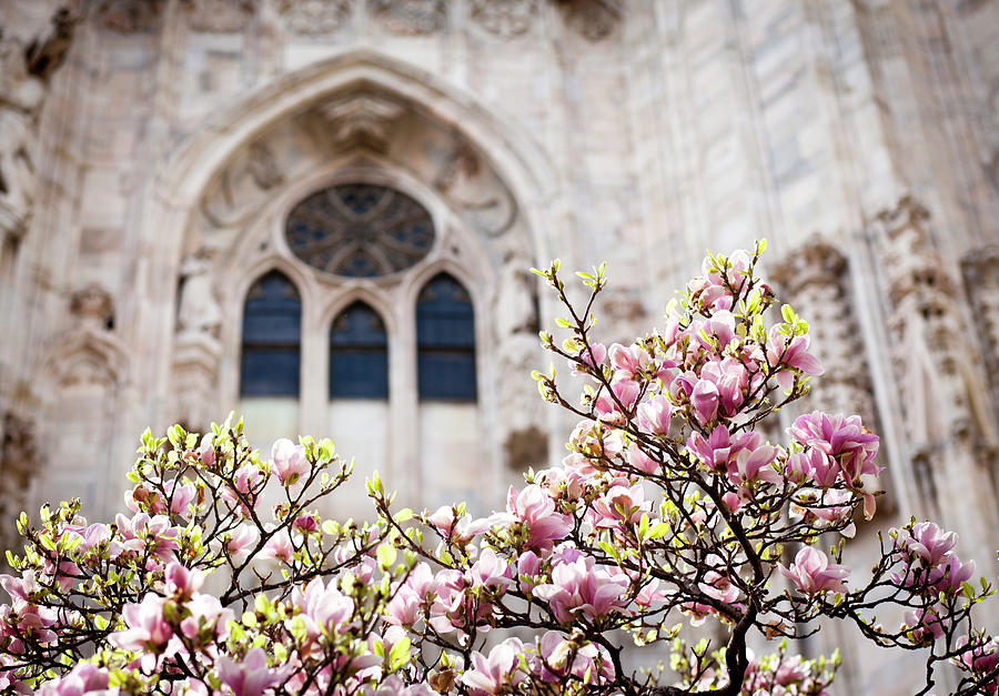 Blooming Magnolia Against Duomo Window Photograph by Rinocdz
