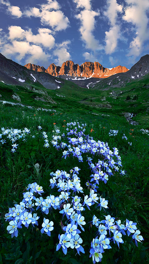 Colorado Photograph - Blooming by Mei Xu
