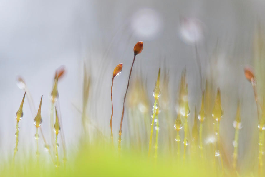 Blooming Moss by Karen Van Der Zijden Blooming Moss by Karen Van Der Zijden
