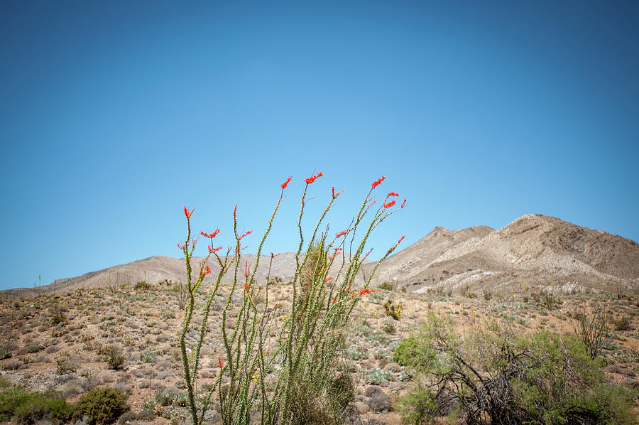Blooming Ocotillo Photograph by Mark Duehmig