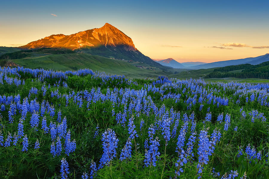 Mountain Photograph - Blooming Of Lupines by Mei Xu