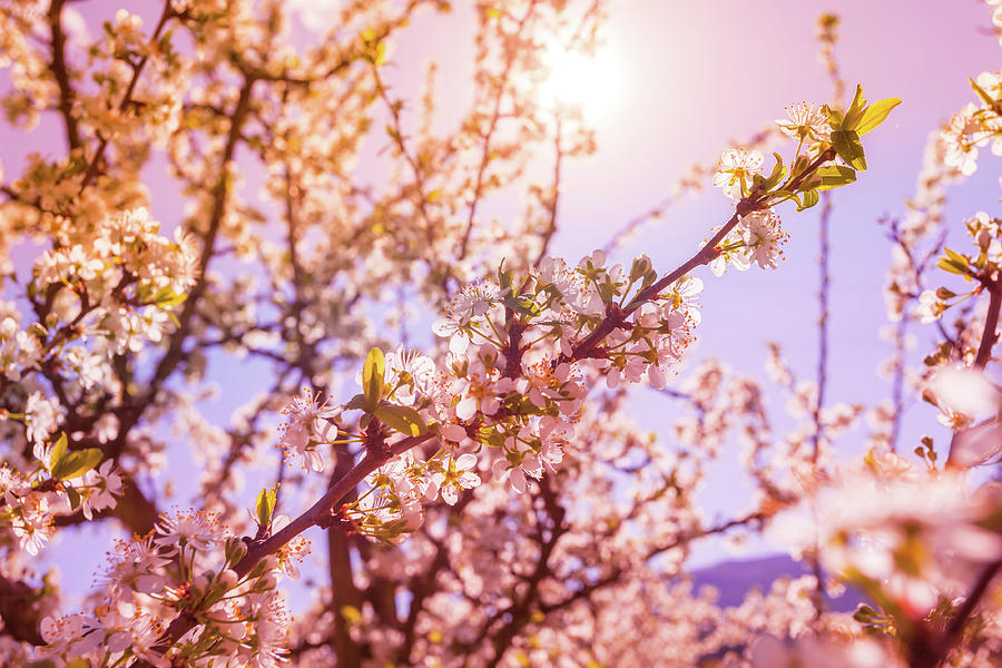 Blooming Orchard Trees In Spring Photograph by Zodebala