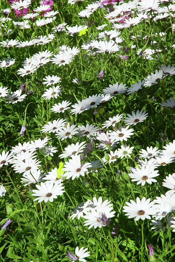 Blooming Ox-eye Daisies In Sunshine Photograph by Blickpunkte