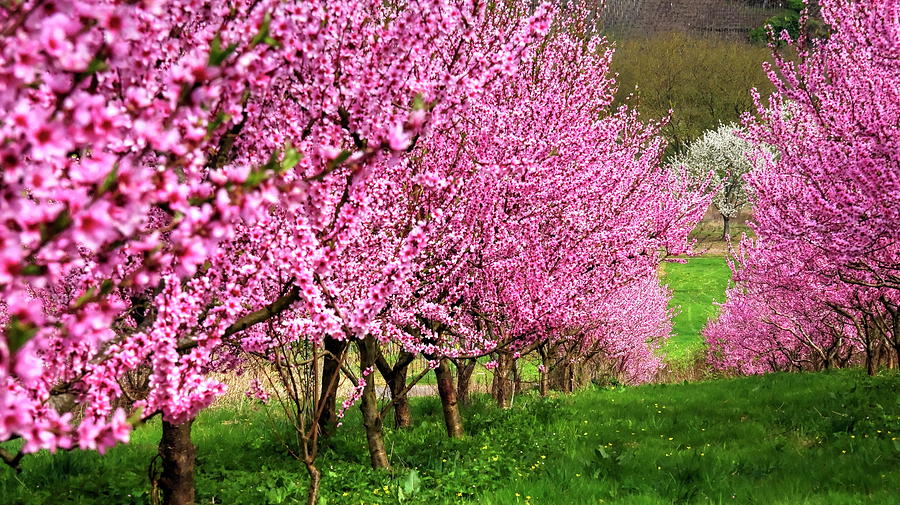 Blooming Peach Trees Digital Art by Hans-peter Merten
