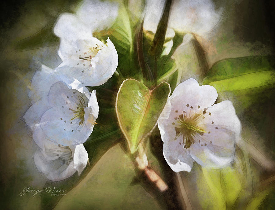 Blooming Pear Tree Photograph by George Moore