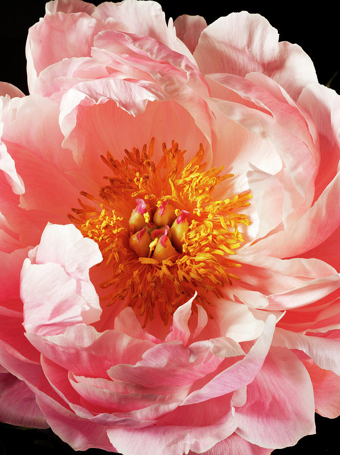 Blooming Peony Close-up Photograph by Jonathan Kantor