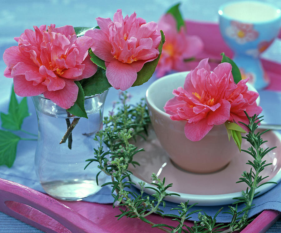 Blooming Pink Flowered Camellia In Glass And Espresso Cup Photograph by Friedrich Strauss