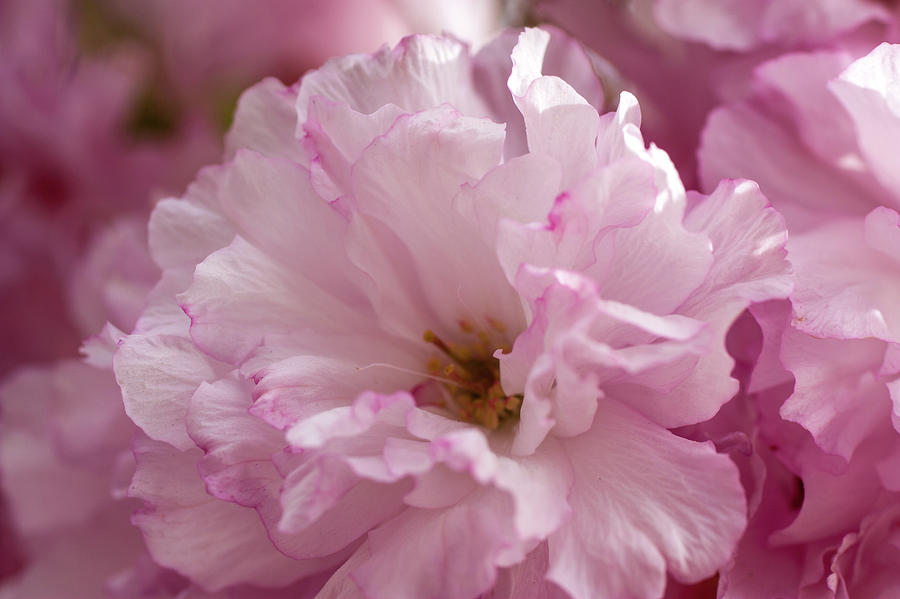 Blooming Pink Photograph by Robert Geranis - Fine Art America