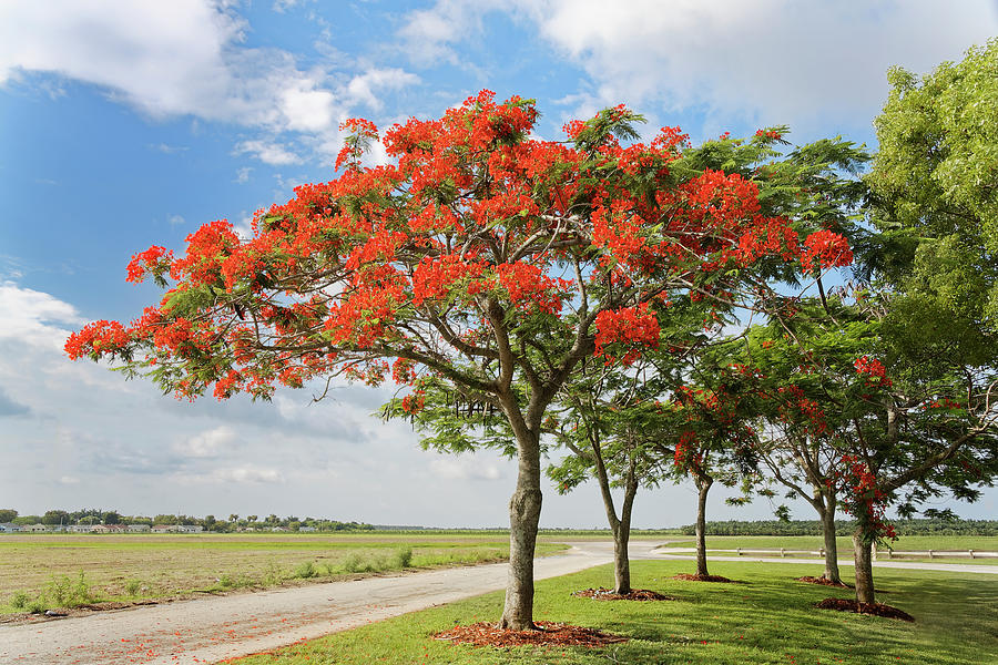 Blooming Poinciana Tree Photograph by Rudy Umans