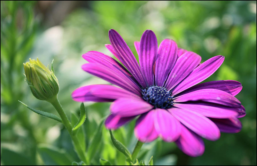 Blooming Purple Flower Photograph by Kayla Sawyer