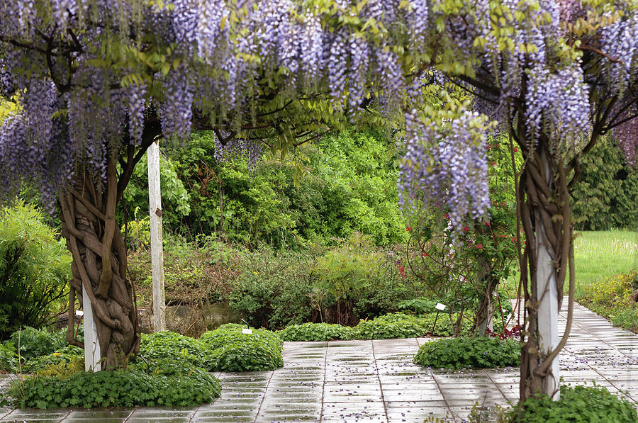 Blooming Purple Wisteria in Garden Photograph by Jenny Rainbow