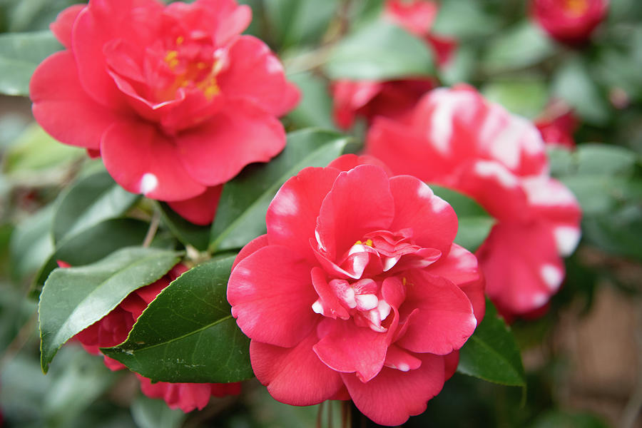 Red Photograph - Camellias by Dennis Schmidt