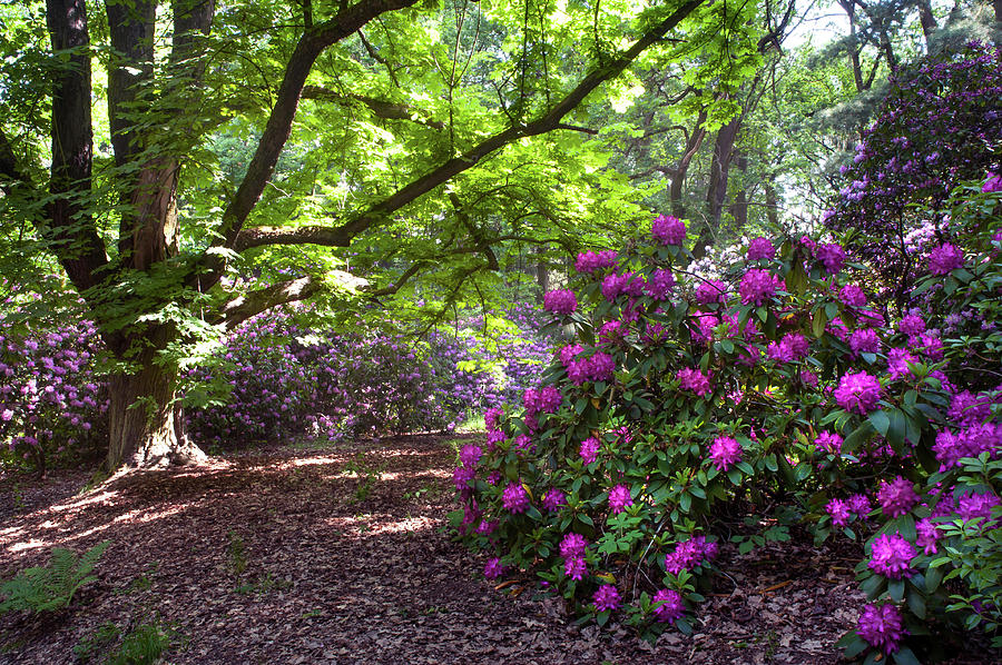 Blooming Rhododendron and Old Chestnut Tree Photograph by Jenny Rainbow