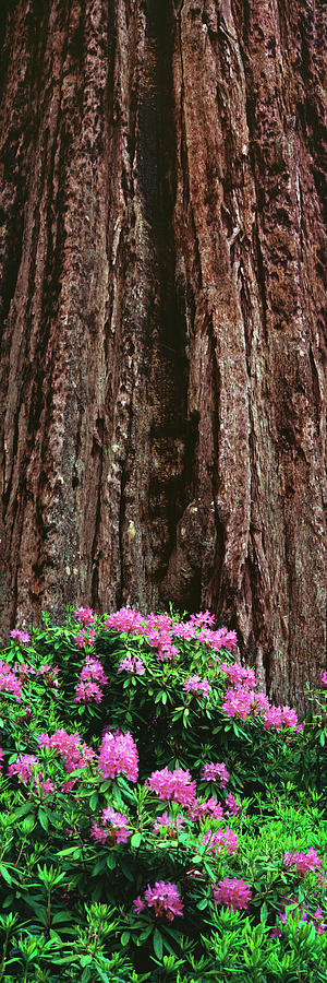 Blooming Rhododendron Below Giant Photograph by Panoramic Images