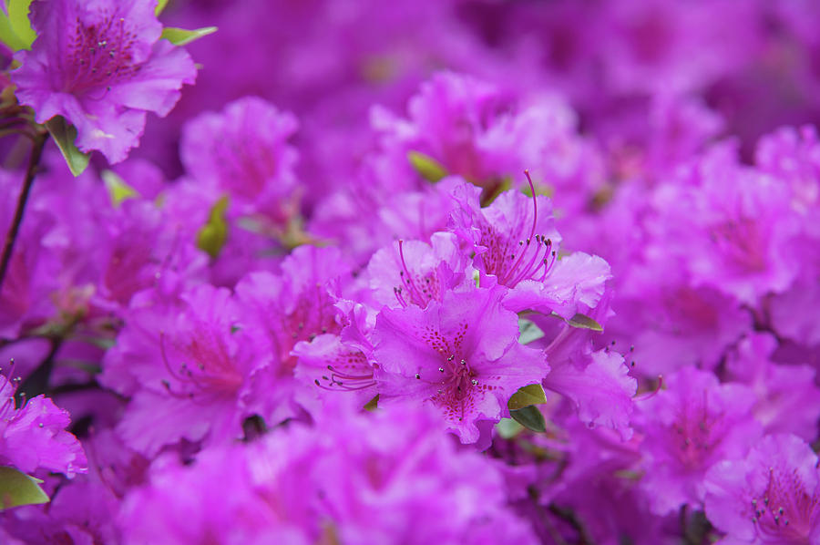 Blooming Rhododendron Purple Triumph  Photograph by Jenny Rainbow