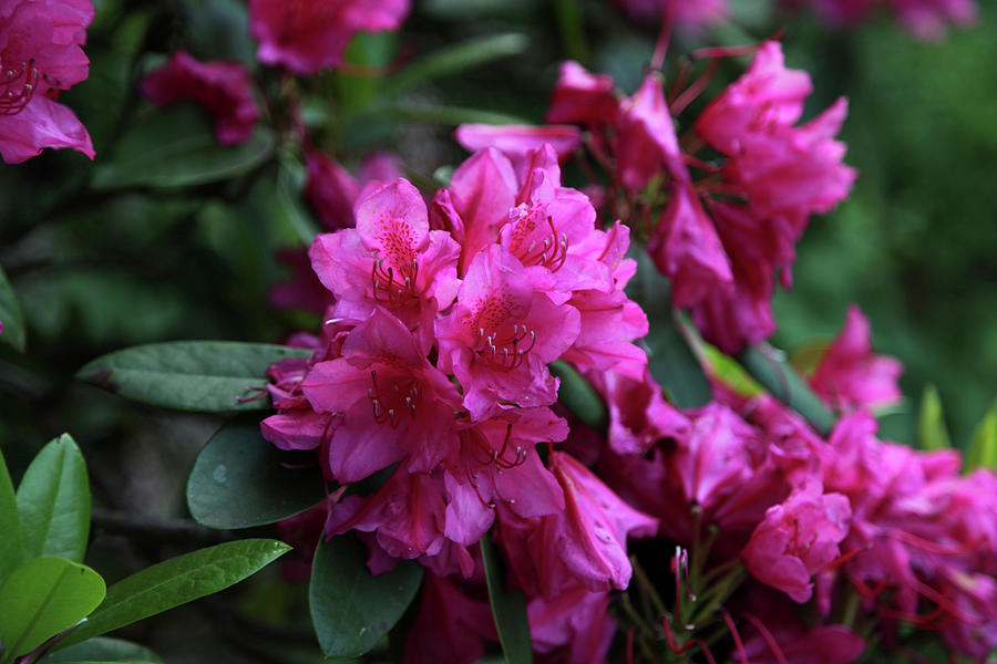 Blooming Rhododendron Photograph by Sonja Zelano