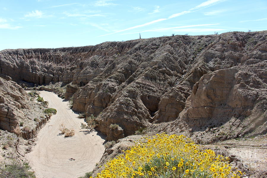 Blooming Riverbed Photograph