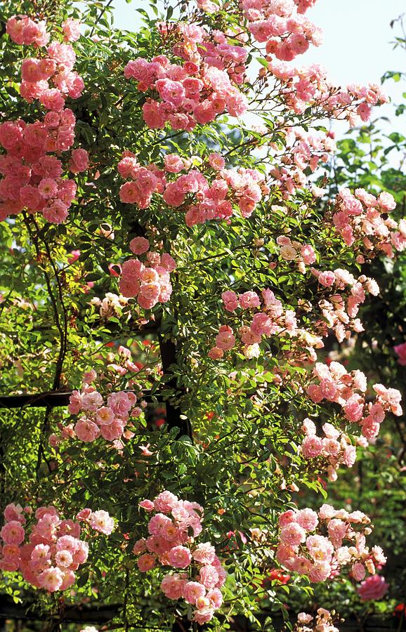 Blooming Rose Bush With Pink Flowers Photograph by Guy Bouchet