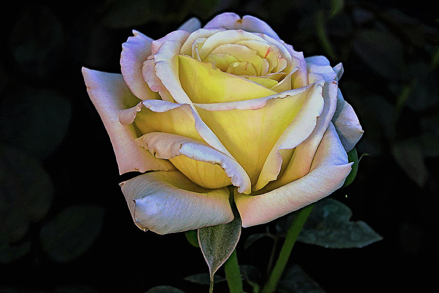 Blooming Rose Photograph by Hazel Vaughn