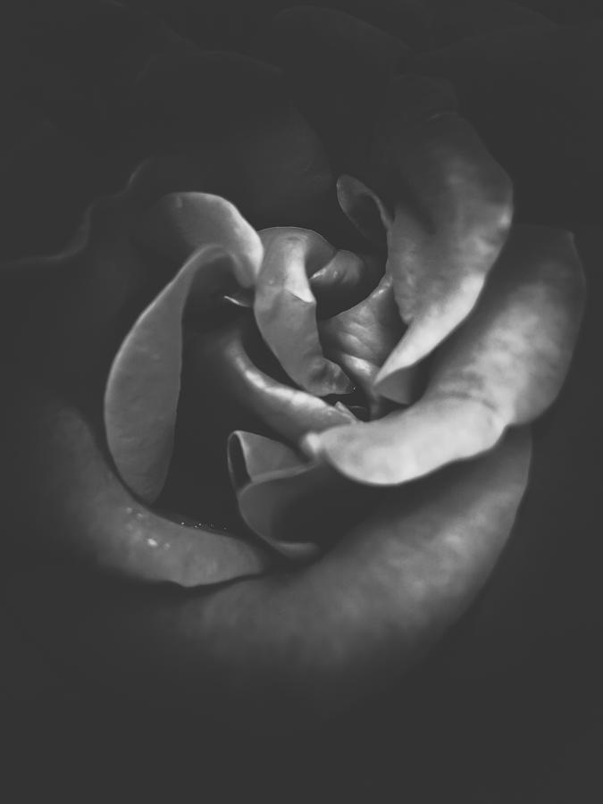 Blooming Rose Texture Abstract In Black And White Photograph