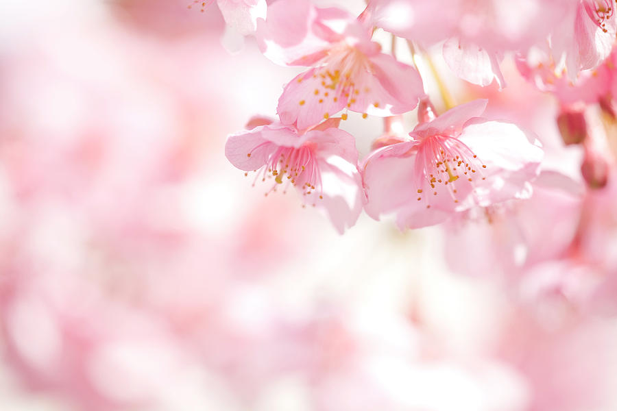 Blooming Photograph by Sachiko's Photography - Fine Art America