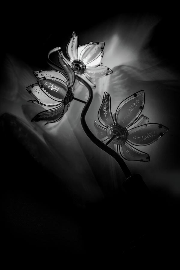 Flower Photograph - Blooming shadows by Ian Goodman