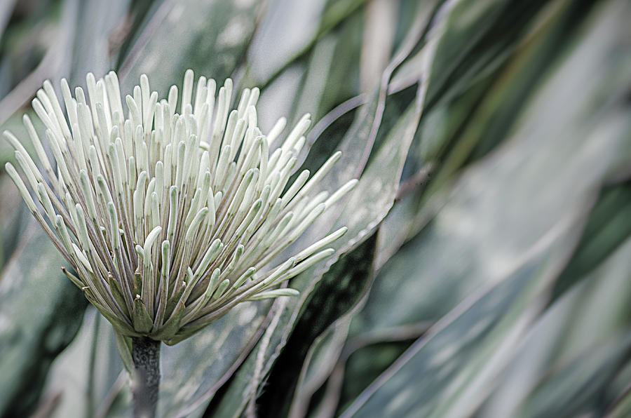 Blooming Snake Plant by Julie Palencia Blooming Snake Plant by Julie Palencia