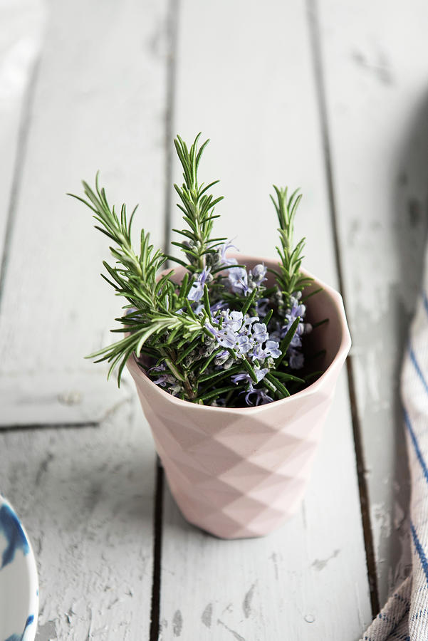 Blooming Sprig Of Rosemary In The Pot Photograph by Jelena Filipinski