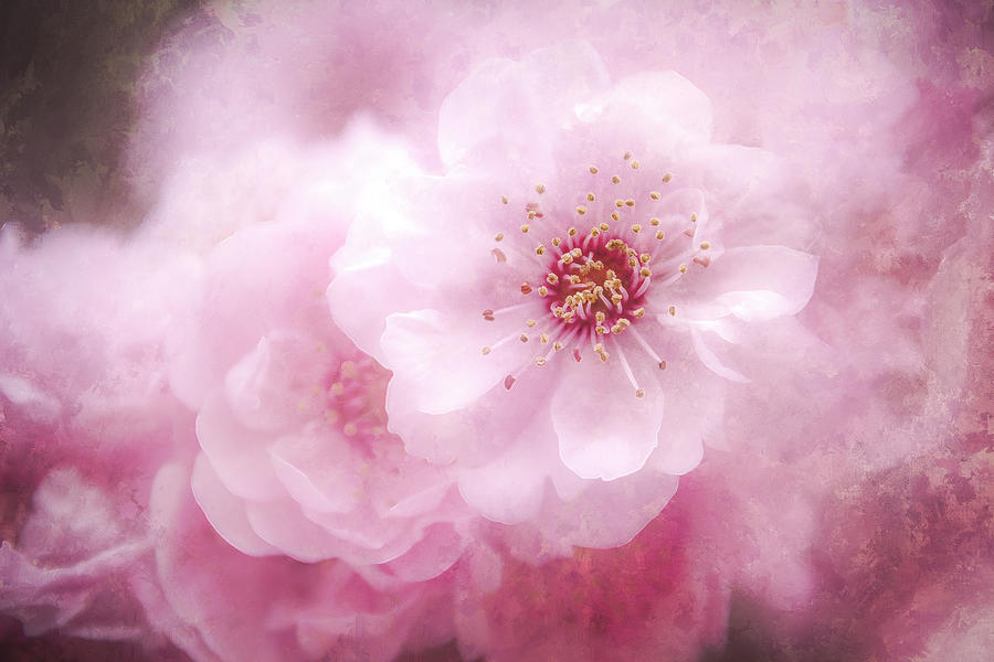 Blooming Spring Digital Art by Terry Davis